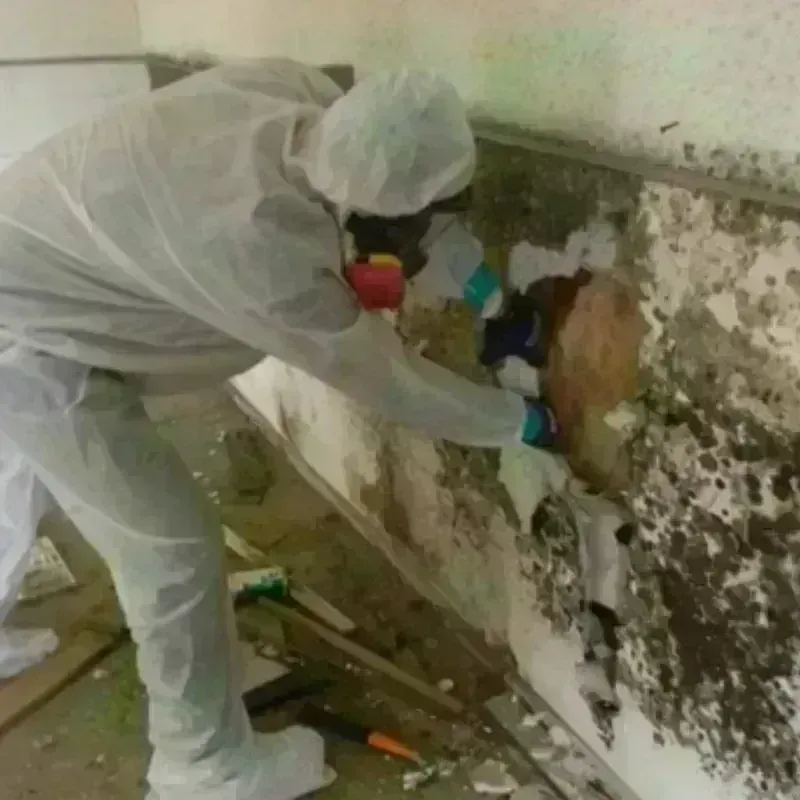 Mold Remediation and Removal in Juneau County, WI